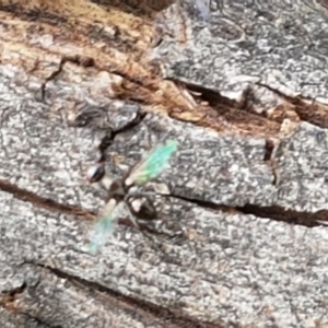 Parapalaeosepsis plebeia at Watson, ACT - 18 Aug 2020