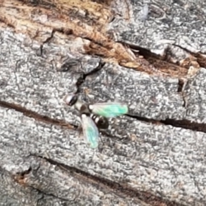 Parapalaeosepsis plebeia at Watson, ACT - 18 Aug 2020