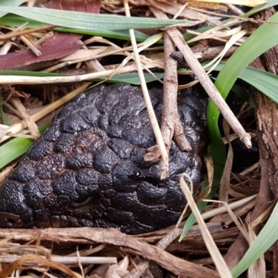 Tiliqua rugosa (Shingleback Lizard) at Watson Woodlands - 18 Aug 2020 by tpreston