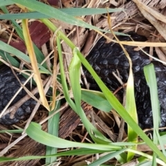 Tiliqua rugosa at Watson, ACT - 18 Aug 2020