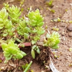 Crassula sieberiana (Austral Stonecrop) at Watson, ACT - 18 Aug 2020 by tpreston