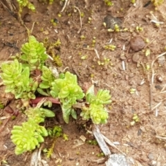 Crassula sieberiana at Watson, ACT - 18 Aug 2020