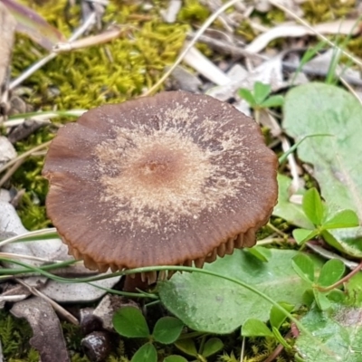 Unidentified Cap on a stem; gills below cap [mushrooms or mushroom-like] at Watson, ACT - 18 Aug 2020 by trevorpreston