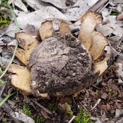 Scleroderma sp. (Scleroderma) at Watson, ACT - 18 Aug 2020 by tpreston