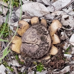 Scleroderma sp. at Watson, ACT - 18 Aug 2020