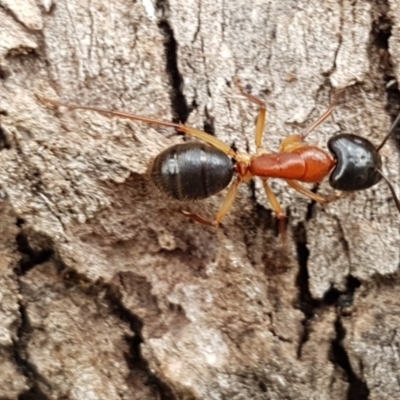 Camponotus nigriceps (Black-headed sugar ant) at Watson, ACT - 18 Aug 2020 by trevorpreston