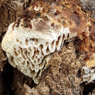 Hexagonia vesparia (Wasp Nest Polypore) at Watson Woodlands - 18 Aug 2020 by tpreston