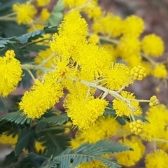 Acacia baileyana (Cootamundra Wattle, Golden Mimosa) at Watson, ACT - 18 Aug 2020 by trevorpreston