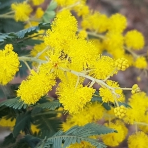 Acacia baileyana at Watson, ACT - 18 Aug 2020