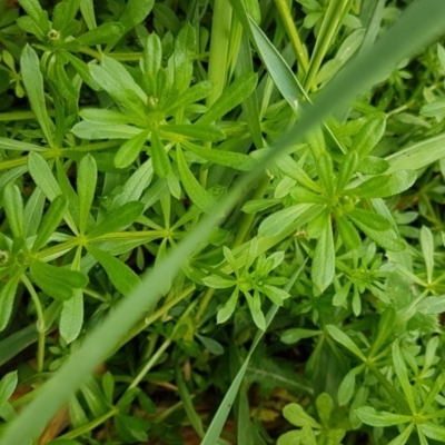 Galium aparine (Goosegrass, Cleavers) at Watson, ACT - 18 Aug 2020 by tpreston