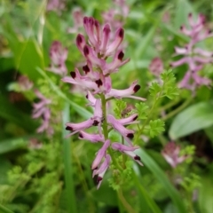 Fumaria bastardii (Bastard Fumitory) at Watson Woodlands - 18 Aug 2020 by tpreston