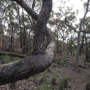 Eucalyptus sp. at Carwoola, NSW - 16 Aug 2020