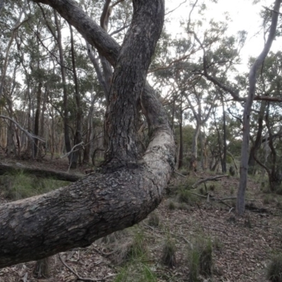 Eucalyptus sp. (A Gum Tree) at Carwoola, NSW - 16 Aug 2020 by AndyRussell