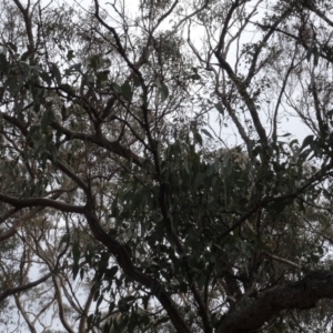 Eucalyptus sp. at Carwoola, NSW - 16 Aug 2020