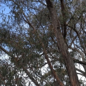 Eucalyptus macrorhyncha at Carwoola, NSW - 16 Aug 2020 03:37 PM