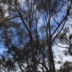 Eucalyptus macrorhyncha at Carwoola, NSW - 16 Aug 2020 03:37 PM
