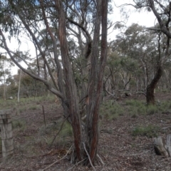 Eucalyptus macrorhyncha at Carwoola, NSW - 16 Aug 2020 03:37 PM