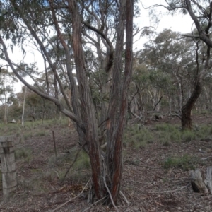 Eucalyptus macrorhyncha at Carwoola, NSW - 16 Aug 2020 03:37 PM