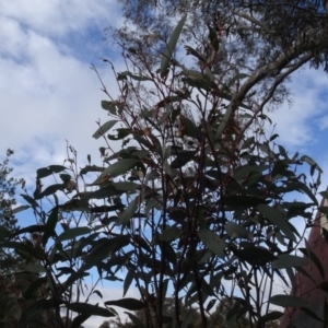 Eucalyptus mannifera at Carwoola, NSW - 16 Aug 2020