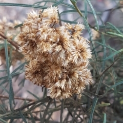 Cassinia quinquefaria (Rosemary Cassinia) at O'Connor, ACT - 18 Aug 2020 by tpreston