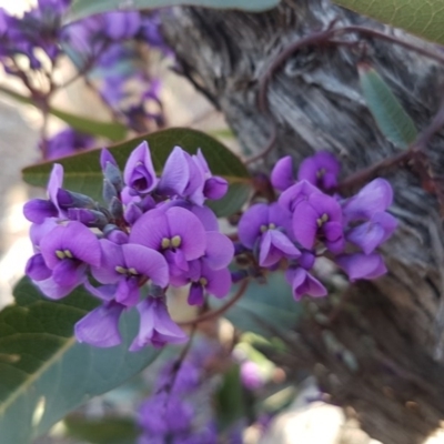 Hardenbergia violacea (False Sarsaparilla) at O'Connor, ACT - 18 Aug 2020 by tpreston