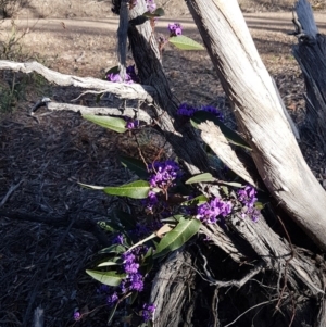 Hardenbergia violacea at O'Connor, ACT - 18 Aug 2020 03:52 PM