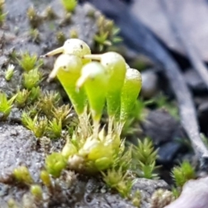 Entosthodon sp. at O'Connor, ACT - 18 Aug 2020