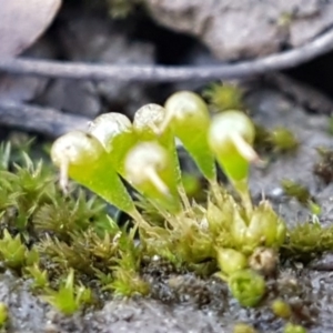 Entosthodon sp. at O'Connor, ACT - 18 Aug 2020