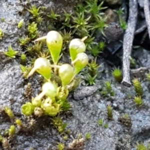 Entosthodon sp. at O'Connor, ACT - 18 Aug 2020