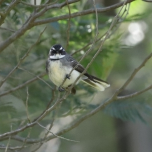 Rhipidura albiscapa at Yarrow, NSW - 17 Aug 2020