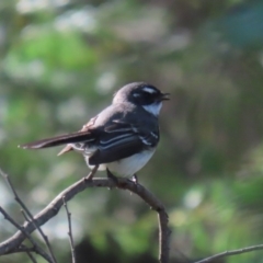 Rhipidura albiscapa at Yarrow, NSW - 17 Aug 2020 12:58 PM