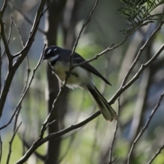 Rhipidura albiscapa at Yarrow, NSW - 17 Aug 2020 12:58 PM