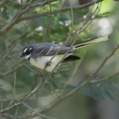 Rhipidura albiscapa at Yarrow, NSW - 17 Aug 2020 12:58 PM