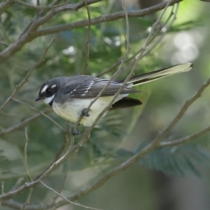 Rhipidura albiscapa at Yarrow, NSW - 17 Aug 2020 12:58 PM