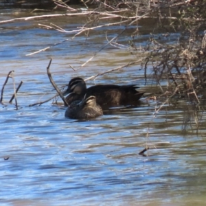 Anas superciliosa at Yarrow, NSW - 17 Aug 2020 12:27 PM