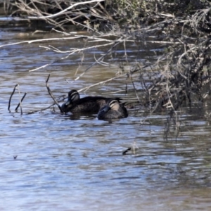 Anas superciliosa at Yarrow, NSW - 17 Aug 2020 12:27 PM