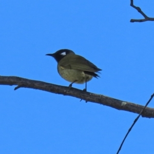 Nesoptilotis leucotis at Yarrow, NSW - 17 Aug 2020