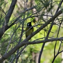 Nesoptilotis leucotis at Yarrow, NSW - 17 Aug 2020