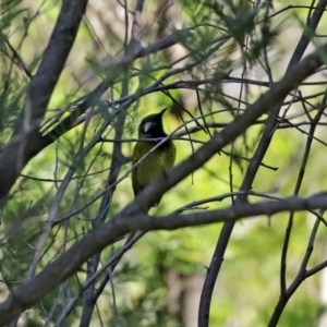 Nesoptilotis leucotis at Yarrow, NSW - 17 Aug 2020