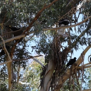 Corcorax melanorhamphos at Yarrow, NSW - 17 Aug 2020