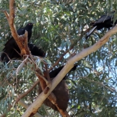 Corcorax melanorhamphos at Yarrow, NSW - 17 Aug 2020