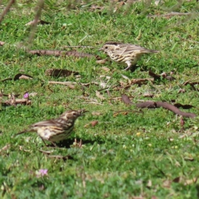 Pyrrholaemus sagittatus (Speckled Warbler) at Yarrow, NSW - 17 Aug 2020 by RodDeb