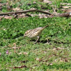 Pyrrholaemus sagittatus at Yarrow, NSW - 17 Aug 2020