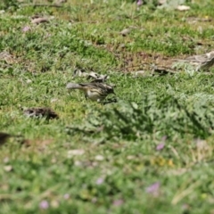 Pyrrholaemus sagittatus at Yarrow, NSW - 17 Aug 2020