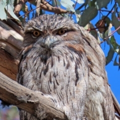 Podargus strigoides (Tawny Frogmouth) at Yarrow, NSW - 17 Aug 2020 by RodDeb