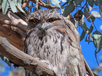 Podargus strigoides (Tawny Frogmouth) at Yarrow, NSW - 17 Aug 2020 by RodDeb