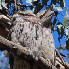 Podargus strigoides at Yarrow, NSW - 17 Aug 2020 11:59 AM