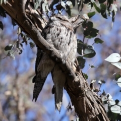 Podargus strigoides at Yarrow, NSW - 17 Aug 2020 11:59 AM