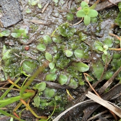 Riccia cartilaginosa (Liverwort) at Cook, ACT - 18 Aug 2020 by CathB