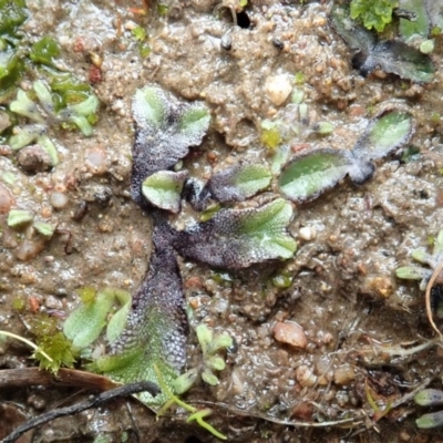 Riccia sp. (genus) (Liverwort) at Cook, ACT - 18 Aug 2020 by CathB